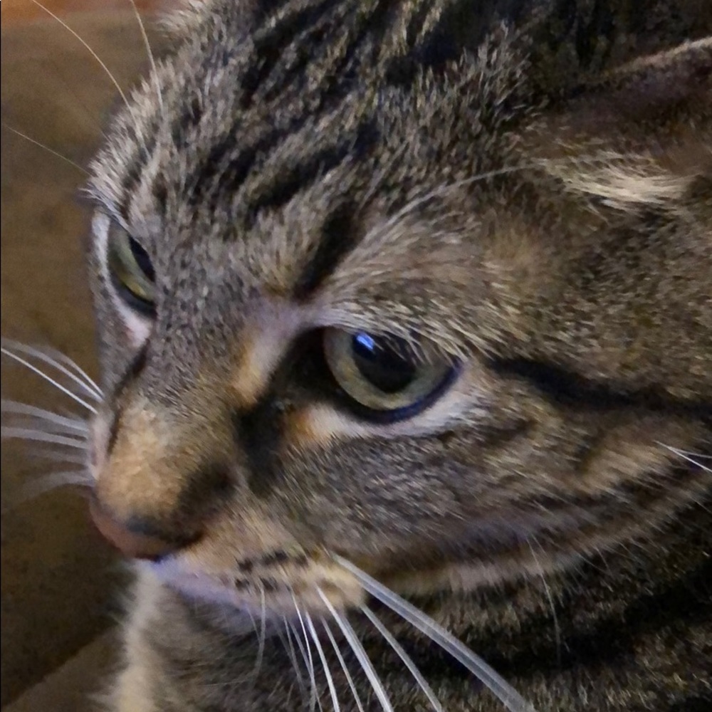 Meet your Posher, Connie